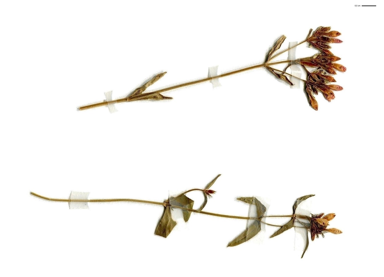 Centaurium erythraea subsp. erythraea var. erythraea (Gentianaceae)